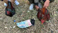 İstanbul’da Hayvanları Koruma Derneği baskını : Horoz dövüşü ve kumar ortaya çıktı