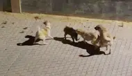 Kuşadası'nda iki köpeğin saldırdığı yaban domuzu, sürüsünün gelmesiyle kurtuldu