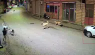 Ordu'da evine giden çocuk, sokak köpeklerinin saldırına uğradı