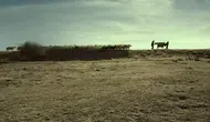 Bir Tutam Karanfil filminin konusu ne? Bir Tutam Karanfil filminin oyuncuları kim?