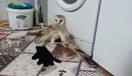 Adıyaman’da bitkin halde bulunan peçeli baykuş koruma altına alındı