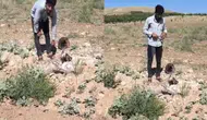 Şanlıurfa'da nesli tükenme tehlikesi altında olan sırtlan ölü bulundu