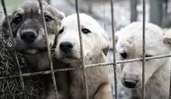Ankara'da  52 bin sahipsiz sokak köpeği toplatıldı