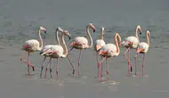 Tuz Gölü'nde son 5 yılın en yüksek flamingo yavrusu sayısına ulaşıldı