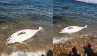 Kınalıada'da ölü yunus balığı sahile vurdu