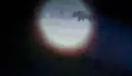 Seferihisar'da vatandaşı öldüren ayı etkisiz hale getirildi