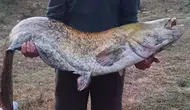 Kırklareli'de 35 kiloluk dev balık yakalandı