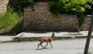Erzincan'da dağ keçisi ilçe merkezine indi
