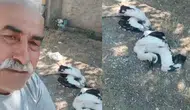 Çankırı'da 2 leylek telef oldu, vatandaş gözyaşlarını tutamadı