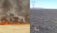 Şanlıurfa'da yangın : 45 dönümlük buğday ekili alan zarar gördü
