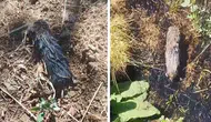 Elazığ’da çiftçi köstebek sandı, karşısına kör fare çıktı