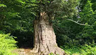 Karadeniz'in anıt porsuk ağaçları neden tehlike altında?