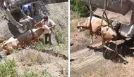 Elazığ’da uçurumdan düşen inek ekiplerin çalışmasıyla kurtarıldı