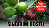 İncir meyvesinin sindirim sistemi üzerindeki mucizevi faydaları neler olabilir?