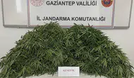 Gaziantep'te uyuşturucu operasyonu : 116 kök kenevir ele geçirildi, 9 gözaltı