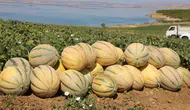 Kavun üreticisinin hasat heyecanı başladı ! Elazığ'da sezon beklentisi açıklandı
