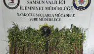 Samsun Bafra'da uyuşturucu operasyonu : Bin 655 kök kenevir ele geçirildi