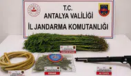 Alanya'da uyuşturucu operasyonu : 120 kök kenevir ele geçirildi