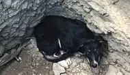 Karabük'te köpek kuyuya düştü : İtfaiye ekipleri kurtardı