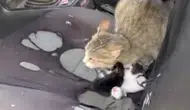 Mersin'de akılalmaz olay : Camı açık bırakılan otomobile giren kedi yavruladı