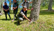 Ardahan'da doludan zarar gören sarıçam ormanlarında yenileme çalışması başlatıldı