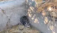 Elazığ'da sulama havuzuna düşen oklu kirpi kurtarıldı
