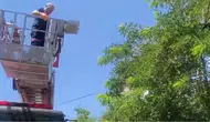 Bitlis’te ayağı ipe dolanan karga ağaçta mahsur kaldı