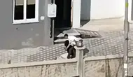 Adana'da sevgilisini döven şüpheli serbest