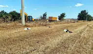 Tekirdağ'da elektrik akımına kapılan 30 leylek tarlada ölü bulundu