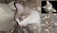 Türkiye’yi ayağa kaldıran görüntüler ! Yavru kediyi istismar edip şiddet uyguladılar