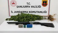 Şanlıurfa'da yasa dışı kenevir operasyonu : 1 gözaltı