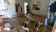 Mersin'de kötü koku alarmı : Evden 100 kedi çıktı