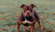 Adana'da ağızlıksız gezdirilen pitbull kediyi parçaladı