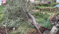 Ardahan'da şiddetli fırtına : Ağaçlar devrildi