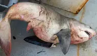 Saros Körfezi'nde balıkçı ağına 65 kiloluk kum kaplanı köpek balığı takıldı
