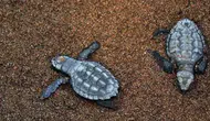 Didim'de 60 caretta caretta yavrusu güvenle denize gönderildi