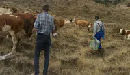 Yonca tarlalarında hayvanlar için tehlike : Yetiştiriciler uyarıldı