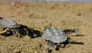 Kuşadası'nda koruma dışındaki yuvadan 59 caretta caretta yavrusu çıktı