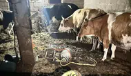 Nevşehir'de inek sağarken elektrik akıma kapılan kadın öldü