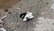 Kütahya'da tren yolu yakınında çok sayıda leylek ölü bulundu