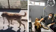 Yaralı köpeğe ekipler yetişti : Ağzındaki çengel çıkarıldı