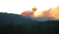 Muğla Menteşe'de orman yangını