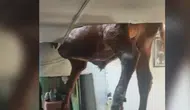 Aydın'da evin çatısına düşen boğa tavanda asılı kaldı