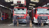 Trabzon'da arama kurtarma köpekleri için özel eğitim ! 20 kurumdan 40 personel ve 70 köpek katıldı
