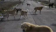 81 ilde sokak köpeği denetimi başlıyor ! Müfettişler eylül boyunca sahada