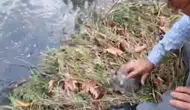 Antalya'da derede mahsur kalan kaplumbağayı yüzerek kurtardı