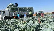Niğde’de beyaz lahana hasadı başladı : Tarlada tanesi 40 ile 60 lira arasında