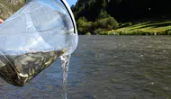 Kura Nehri’ne 300 bin sazan yavrusu bırakıldı ! Hedef balık popülasyonunu artırmak