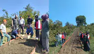 Bartın Kumluca'da salep dikimi gerçekleştirildi