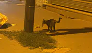 Kedi yakaladığı fareyle 20 dakika oynadı : O anlar kamerada
